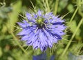 Nigella damascene Royalty Free Stock Photo