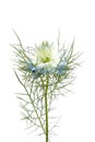 Nigella flower Royalty Free Stock Photo