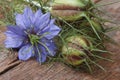 Nigella flower with a bud macro on a wooden table Royalty Free Stock Photo