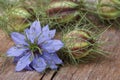Nigella flower with a bud on the wooden table closeup Royalty Free Stock Photo