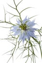 Nigella flower close up Royalty Free Stock Photo