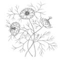 Nigella flower digital outline illustration.