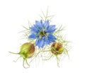 Nigella flower with pods Royalty Free Stock Photo