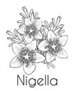 Nigella hand drawn design, line art, vector illustration. Culinary ingredient or cosmetic. Black cumin flowers, leaves,