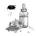 Nigella sativa essential oil bottle hand drawn vector illustration. Black cumin plant drawing