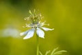 Nigella sativa in a garden.