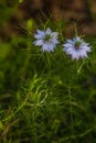 Nigella sativa