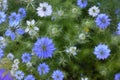 Nigella sativa - nature blue and white flowers Royalty Free Stock Photo