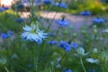 Nigella sativa - nature blue and white flowers