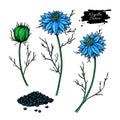 Nigella sativa vector drawing. Black cumin isolated illustration. Royalty Free Stock Photo