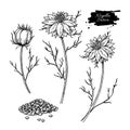 Nigella sativa vector drawing. Black cumin isolated illustration. Hand drawn botanical flower branches and seeds. Royalty Free Stock Photo