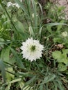 Nigella white blossom Royalty Free Stock Photo