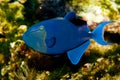 Niger or Red Toothed Triggerfish Royalty Free Stock Photo