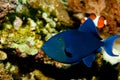 Niger or Red Toothed Triggerfish Royalty Free Stock Photo