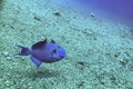 Niger or Red Toothed Triggerfish Odonus niger in the Red Sea, Egypt. Big blue-blue fish of the sea