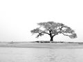 Niger River Tree