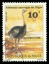 Series Wildlife, Ostrich, Struthio camelus