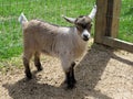 Nigerian Dwarf goat kid (female) Royalty Free Stock Photo