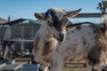 Nigerian Dwarf goat newborn