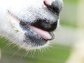 Nigerian Dwarf Goat Sticks its Tongue Out Royalty Free Stock Photo