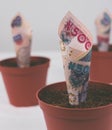 Nigerian money. Five hundred naira notes in flower pots for financial investment growth