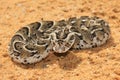 Night Adder - Venomous Snake Background - Small packages, Deadly dose