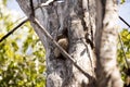 Night Ankaran Sportive Lemur, Lepilemur ankaranensis, one of the endemic reservation Ankarana, Madagascar Royalty Free Stock Photo