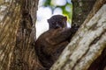 Night Ankarana Sportive Lemur, Madagascar Royalty Free Stock Photo