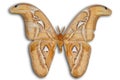 Night Atlas moth (Attacus) Royalty Free Stock Photo
