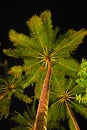 Night Balinese Shine Coconut Tree