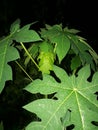 Night beauty of Papaya tree