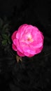 Night beauty pink rose