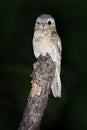 Night bird. Common Potoo, Nyctibius griseus, nocturnal tropic bird sitting on the tree branch, night action scene, animal in the d