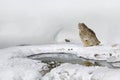 Night bird. Wildlife scene, winter Hokkaido, Japan. Blakiston`s fish owl, Bubo blakistoni, largest living species of owl, fish ow