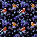 Night birds, fir tree branches, snow flakes. Seamless black background. Winter watercolor Royalty Free Stock Photo