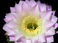 Night Bloom of the Echinopsis Eyriesil Cactus