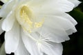 Night blooming cereus Royalty Free Stock Photo