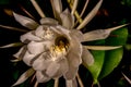 Night blooming cereus against a black background Royalty Free Stock Photo