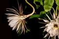 Night blooming cereus against a black background Royalty Free Stock Photo