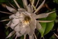 Night blooming cereus against a black background Royalty Free Stock Photo