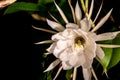 Night blooming cereus against a black background Royalty Free Stock Photo