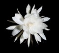 Night Blooming Cereus. Also known as Queen of the Night on black Royalty Free Stock Photo