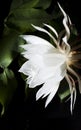 Night Blooming Cereus. Also known as Queen of the Night. Royalty Free Stock Photo