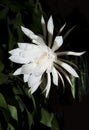 Night Blooming Cereus. Also known as Queen of the Night. Royalty Free Stock Photo