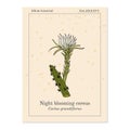 Night Blooming Cereus, Cactus grandiflorus, medicinal plant Royalty Free Stock Photo