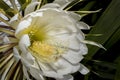 Night-blooming Cereus Closeup, Inside
