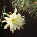 Night Blooming Cereus in the Early Morning