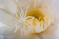 Night blooming Cereus Royalty Free Stock Photo