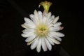 Night-blooming cereus Flower In Full Bloom Royalty Free Stock Photo