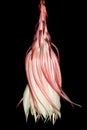 Night Blooming Cereus II Royalty Free Stock Photo